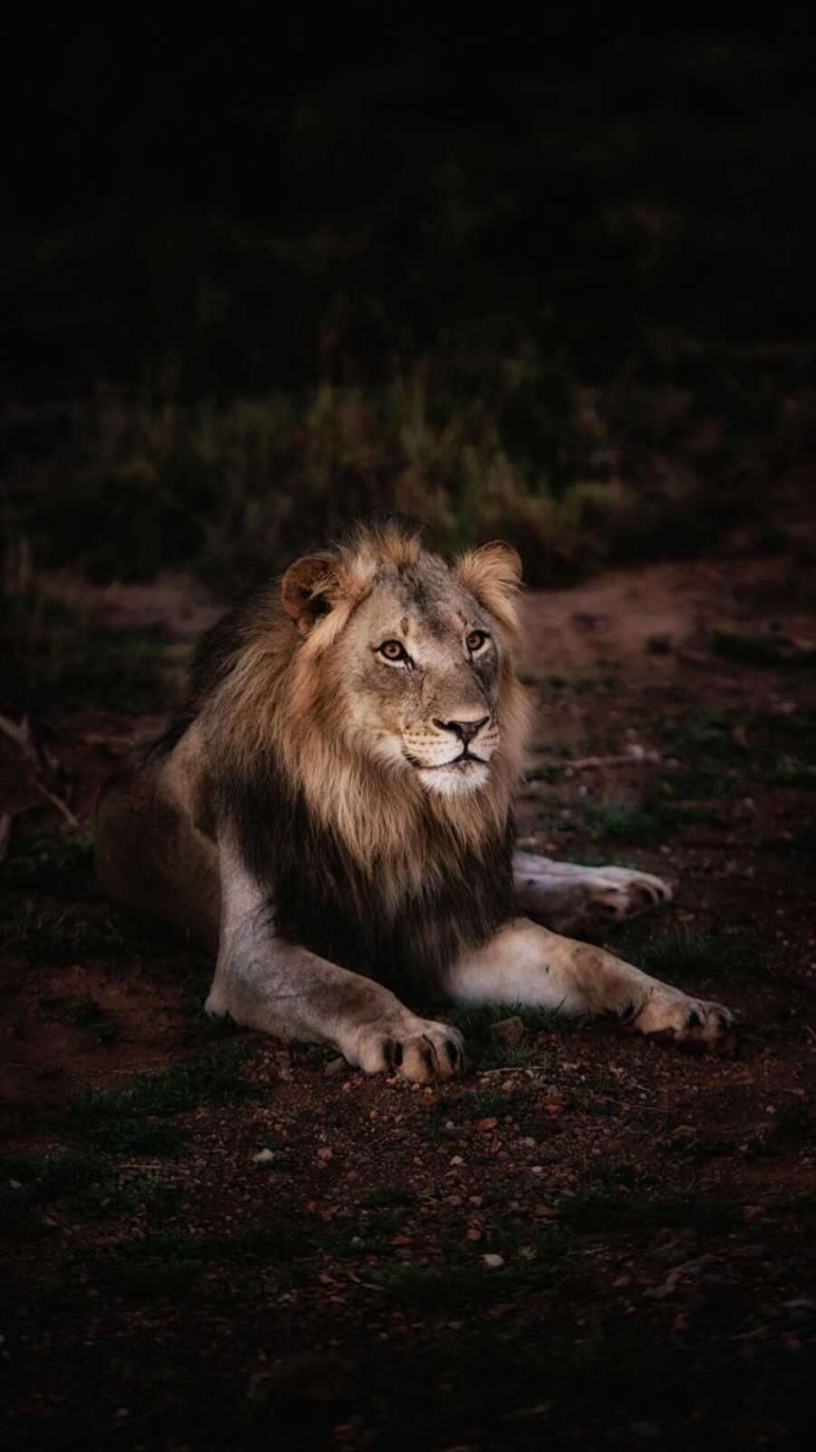 Reclining Male Lion