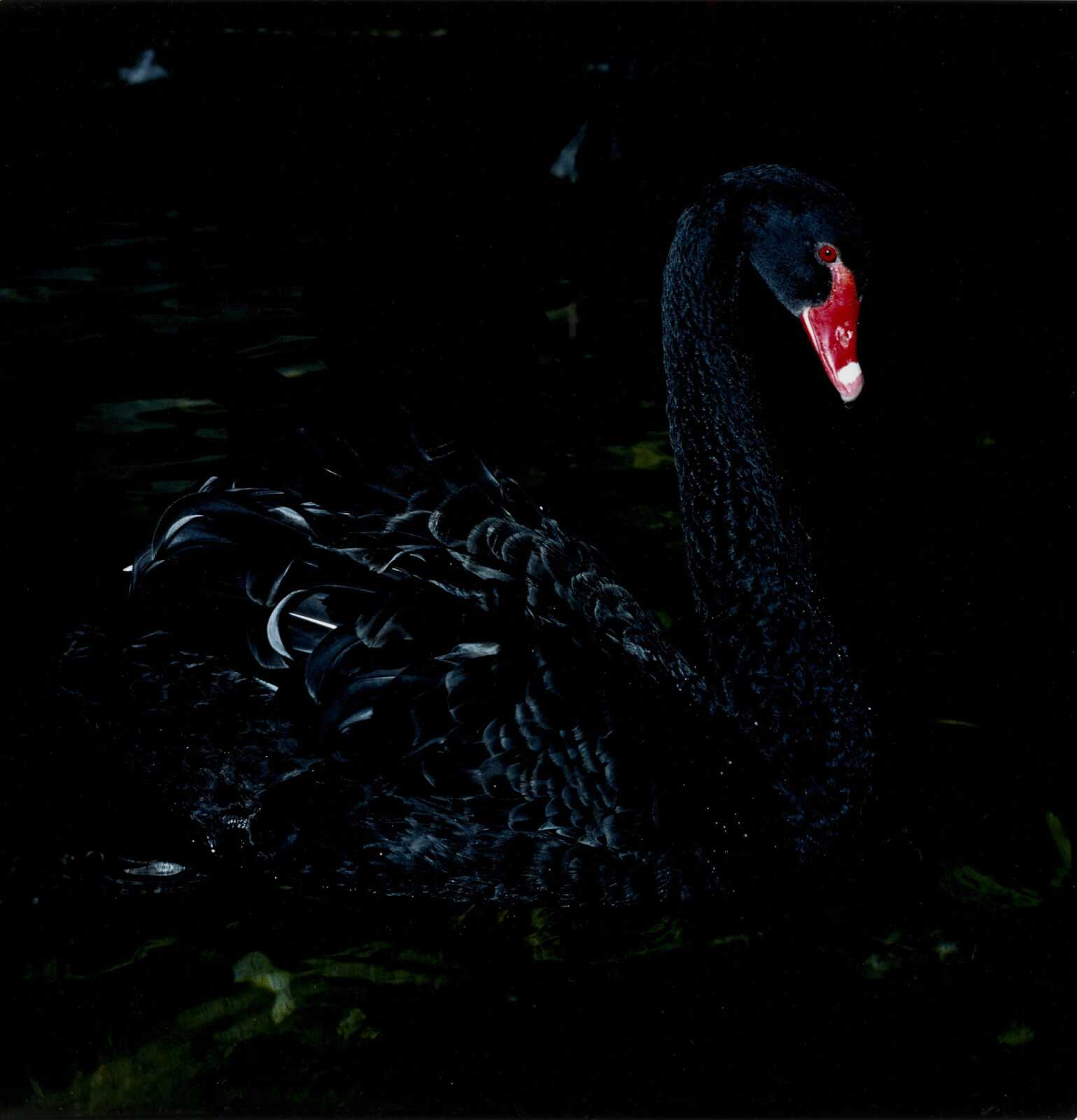 Black Swan Bird on MacBook Pro 16"