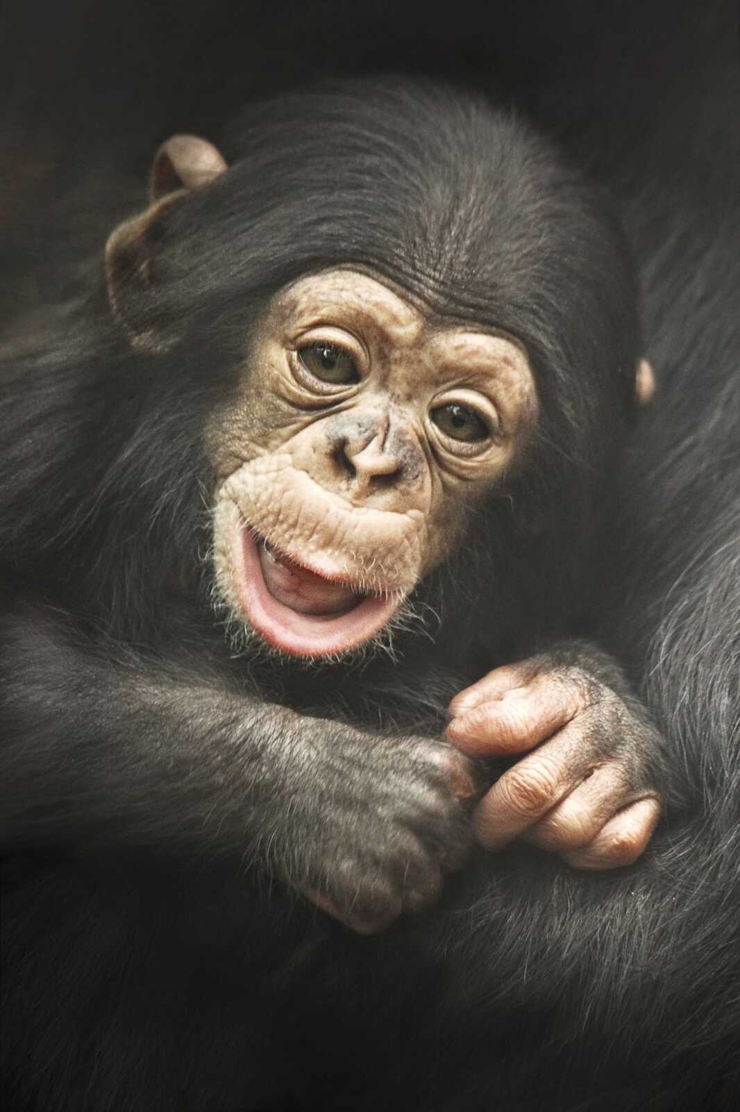 Chimpanzee Wallpapers (48 images) - WallpaperCat