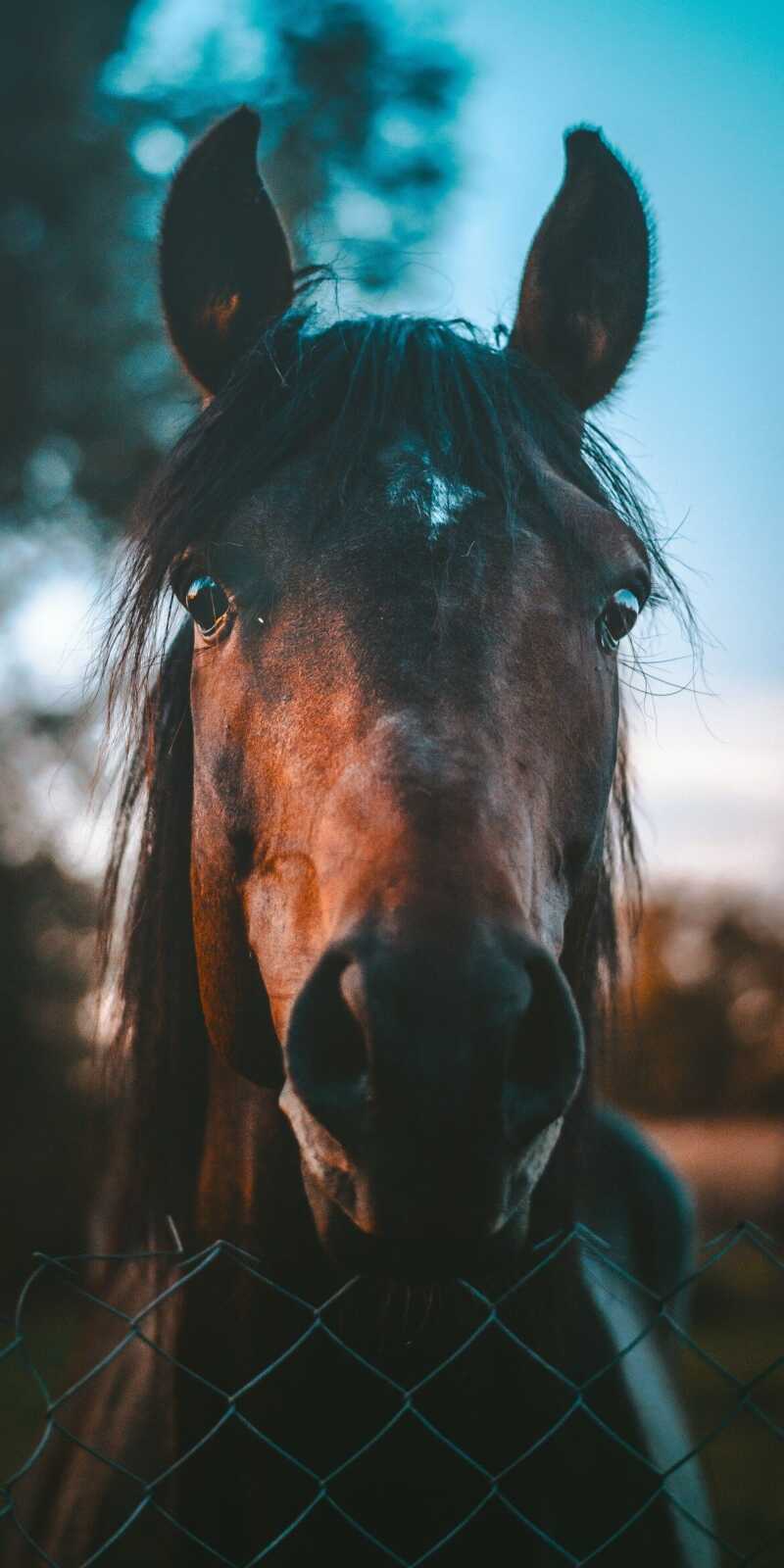 Ralph Lauren 4K Wallpapers Collection