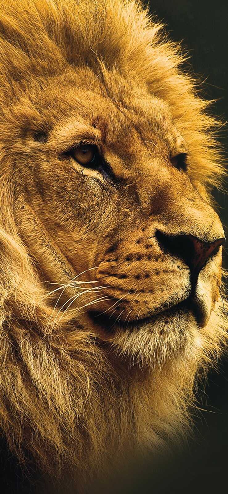 Male Lion Face Profile