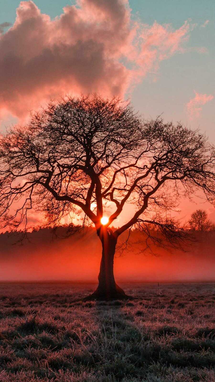 Tree Wallpapers (113 images) - WallpaperCat