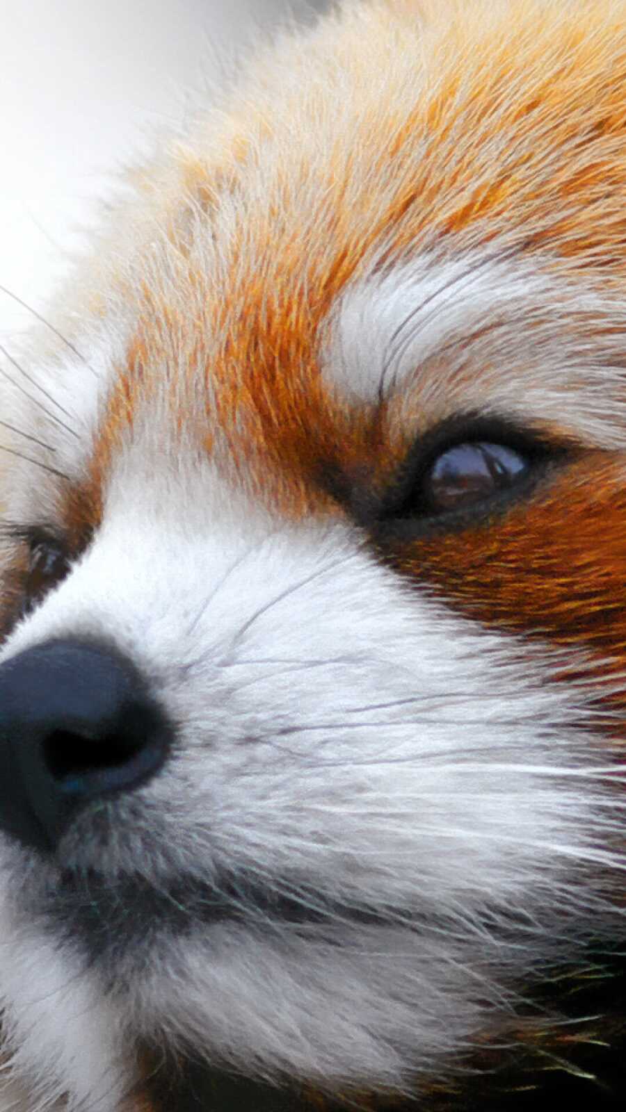 Panda Wallpapers 100 Images Wallpapercat