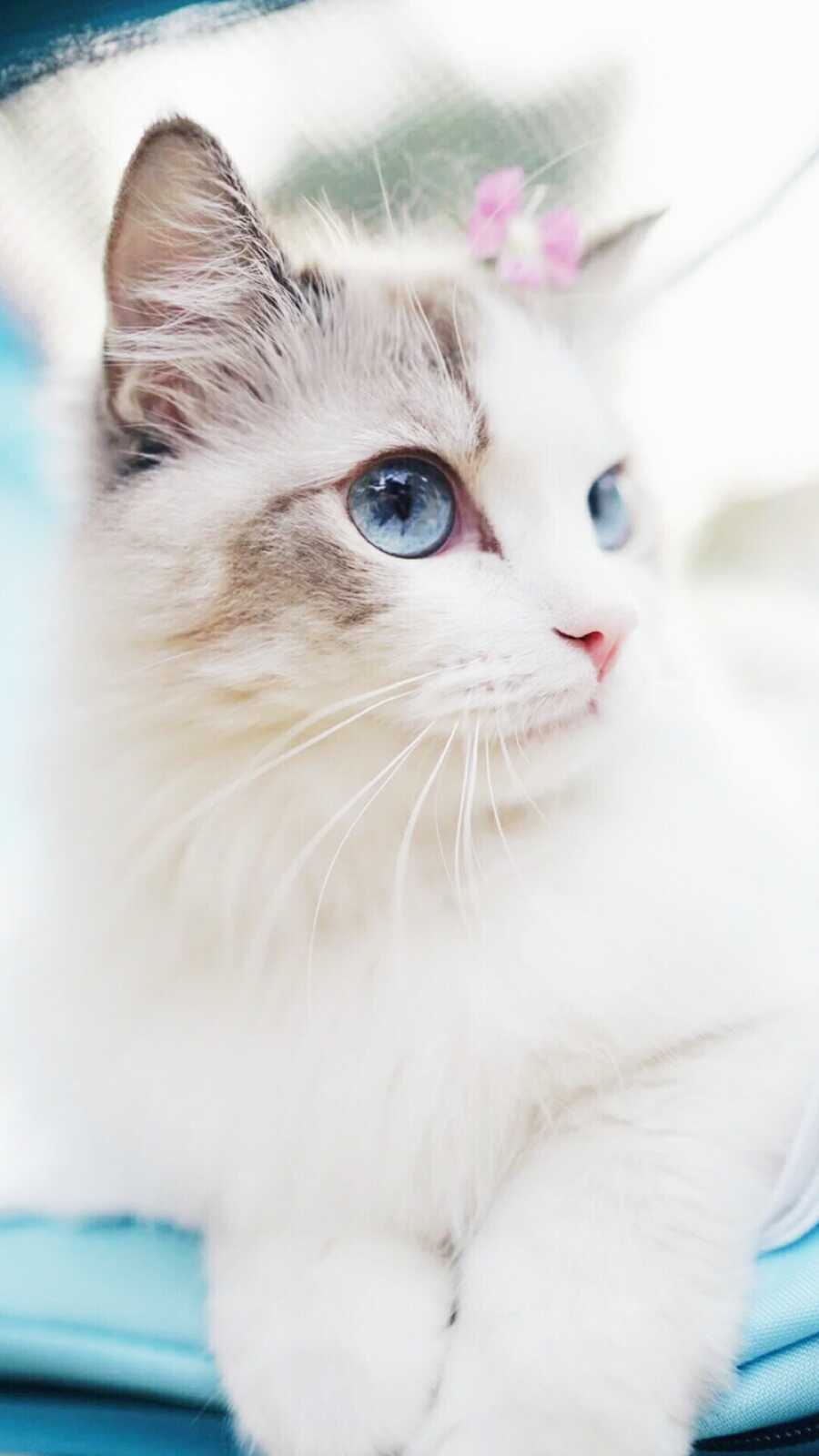 Ragdoll 4K Wallpapers Collection