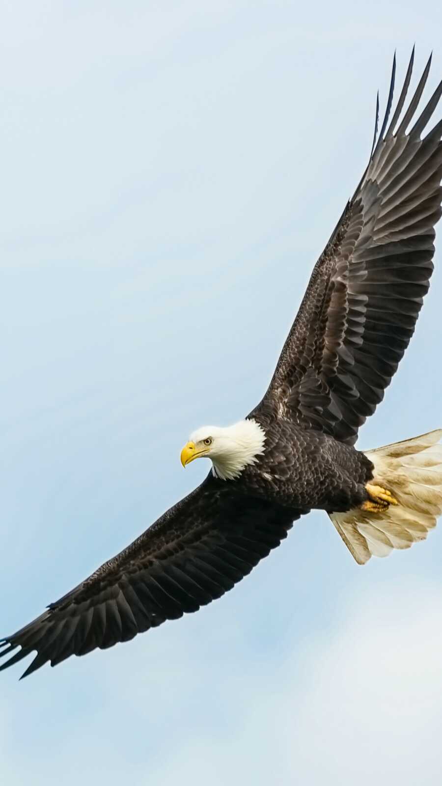 Bald Eagle In Flight