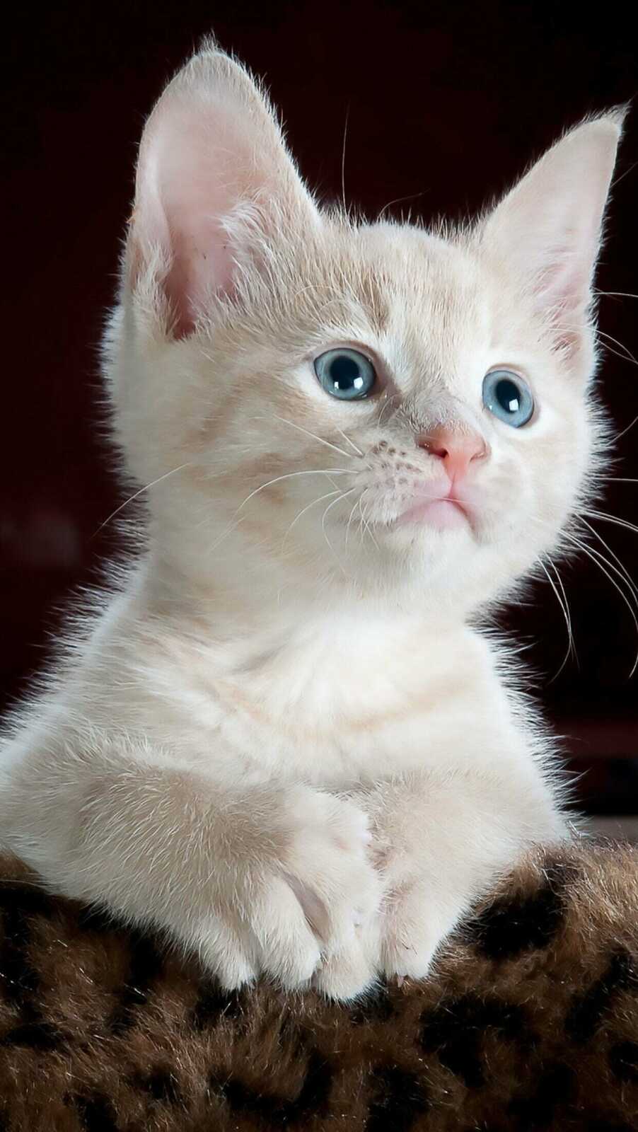 Cream Flame-Point Kitten