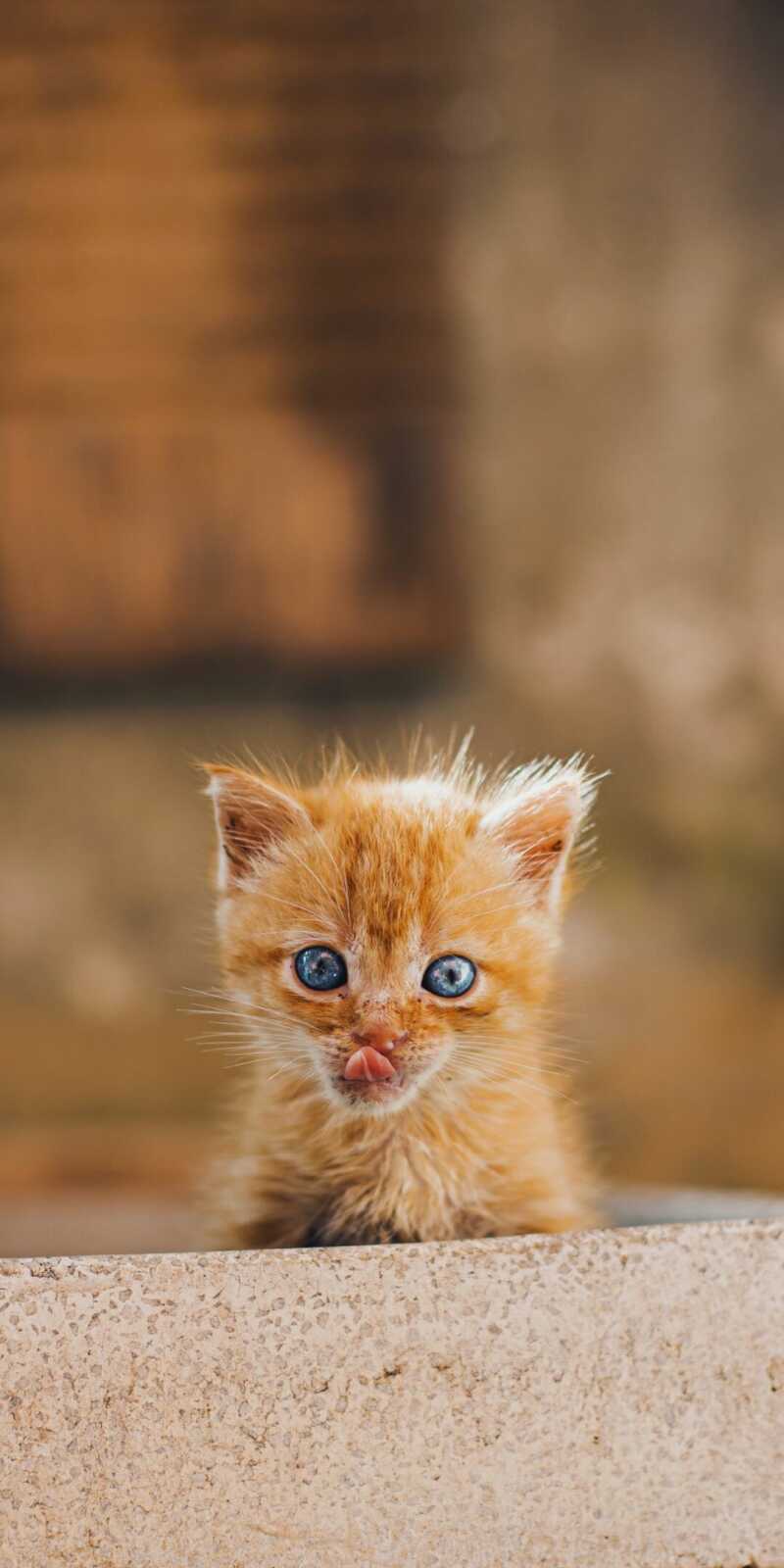 Tabby Kitten