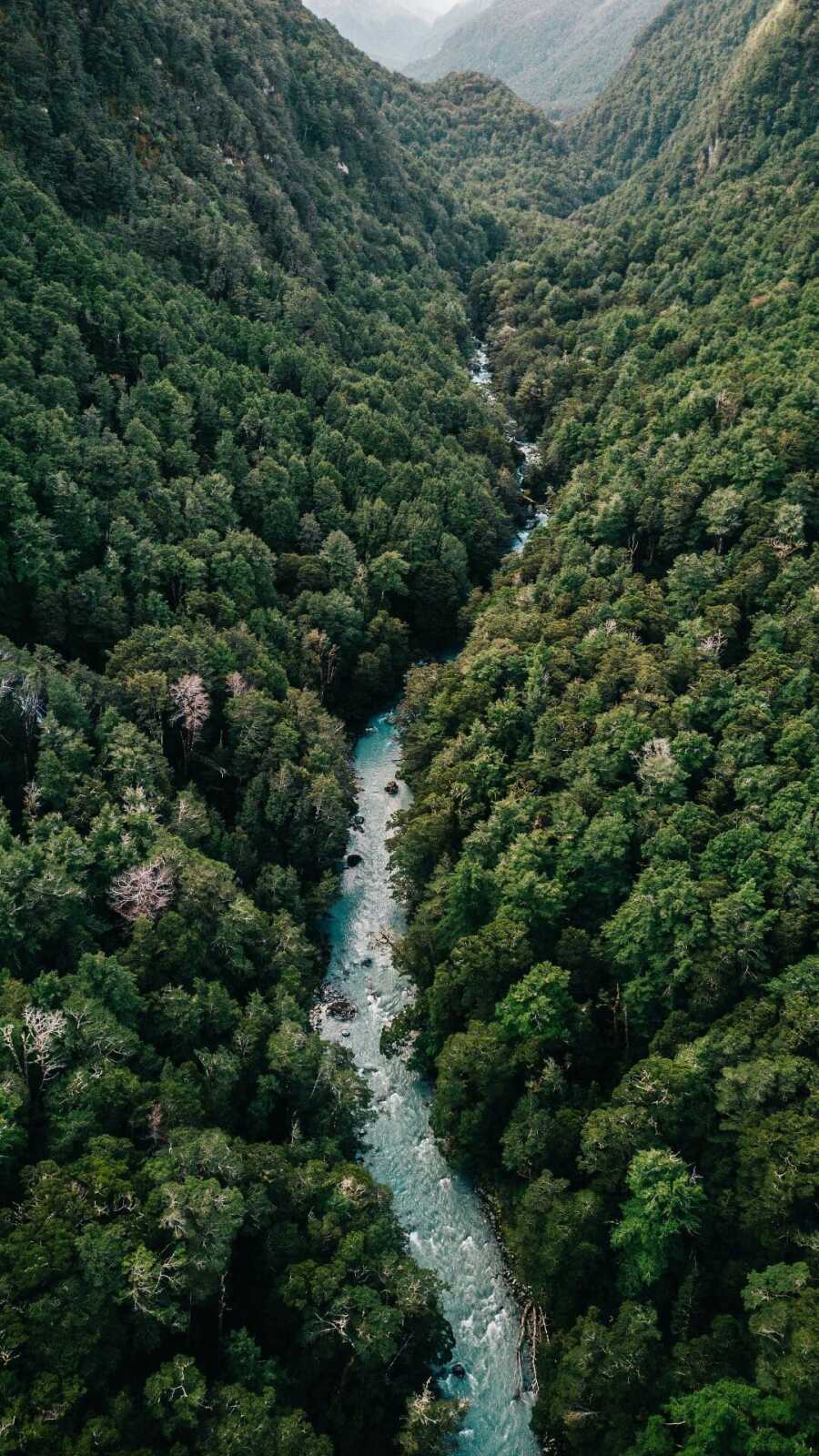 Forest River