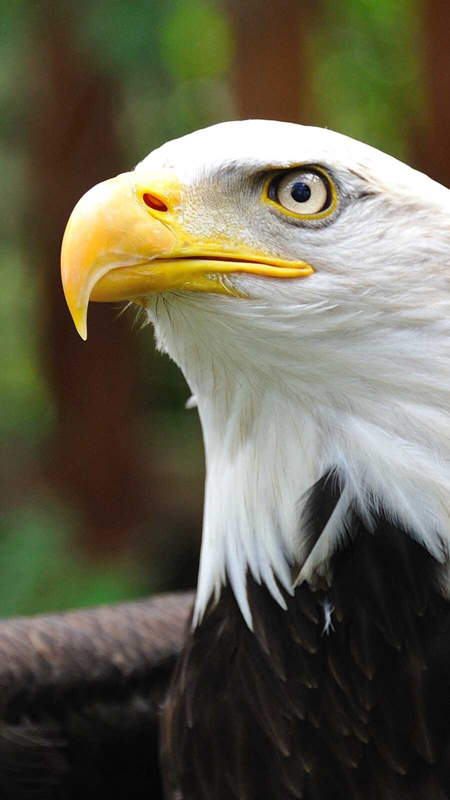 Bald Eagle Portrait