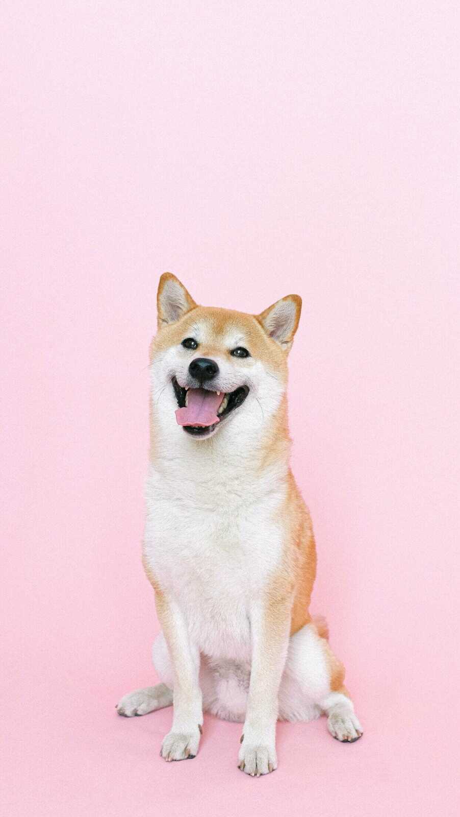 Shiba Inu