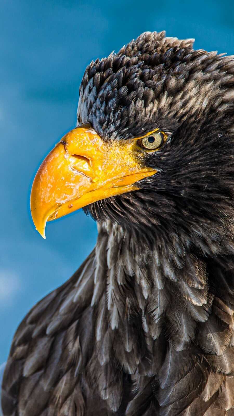 Steller'S Sea Eagle