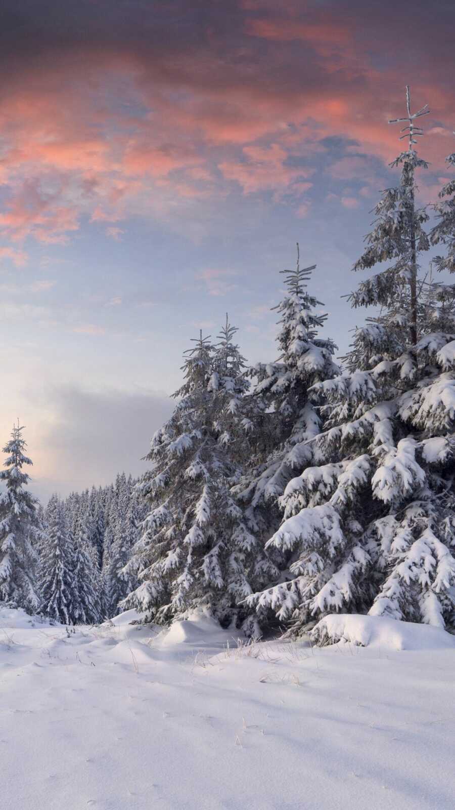 Snow-Covered Spruce Trees