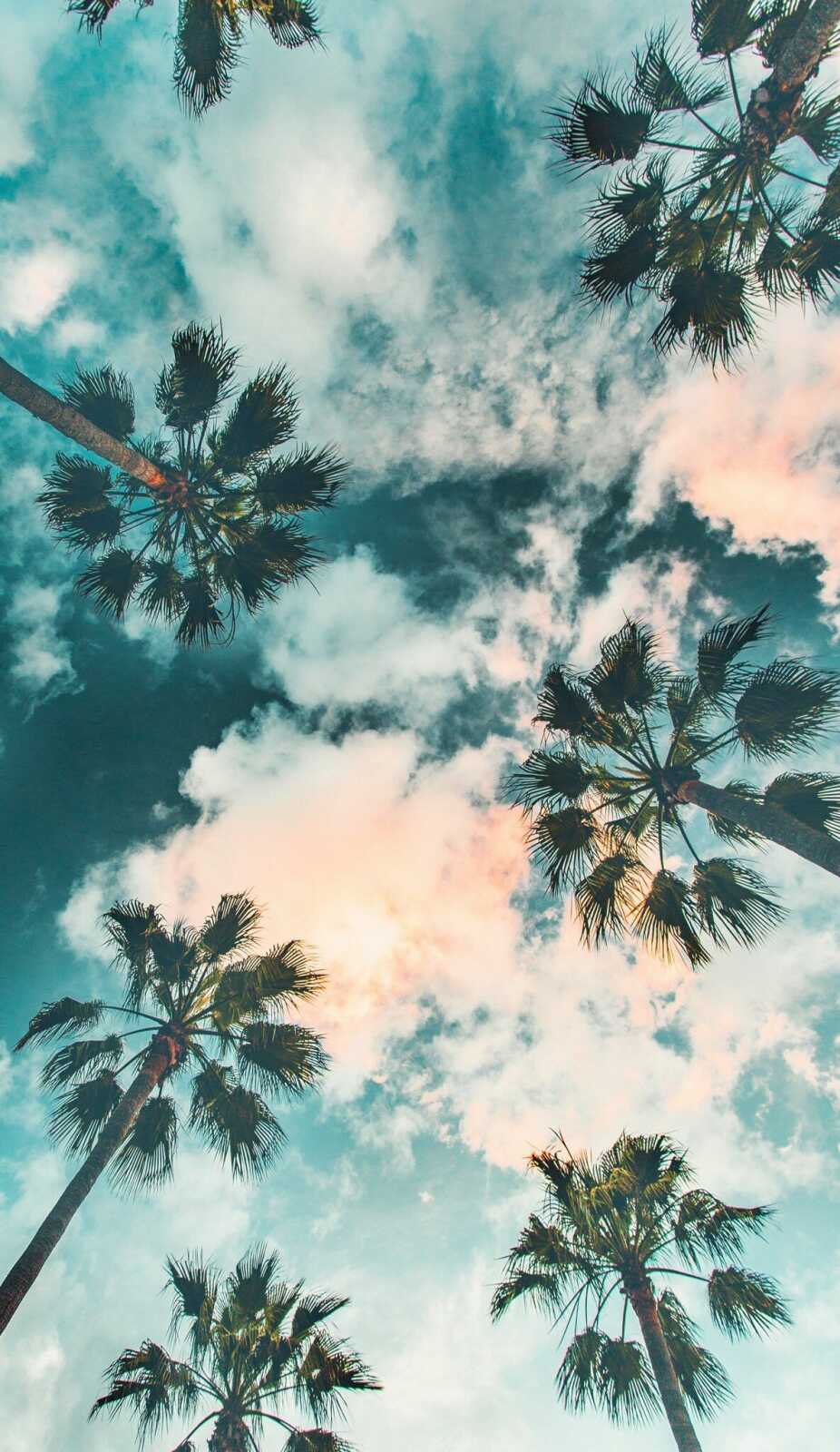 Palm Tree Wallpapers (133 images) - WallpaperCat