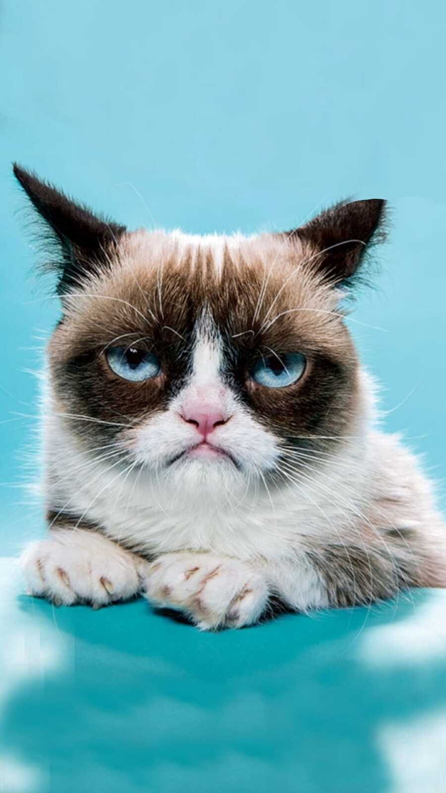 Grumpy Cat Wallpapers (23 images) - WallpaperCat