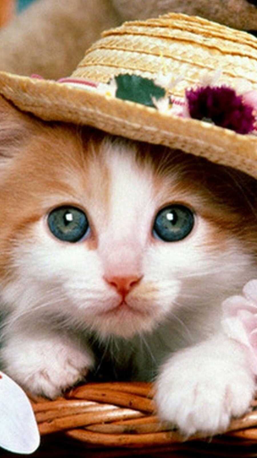 Kitten In Straw Hat