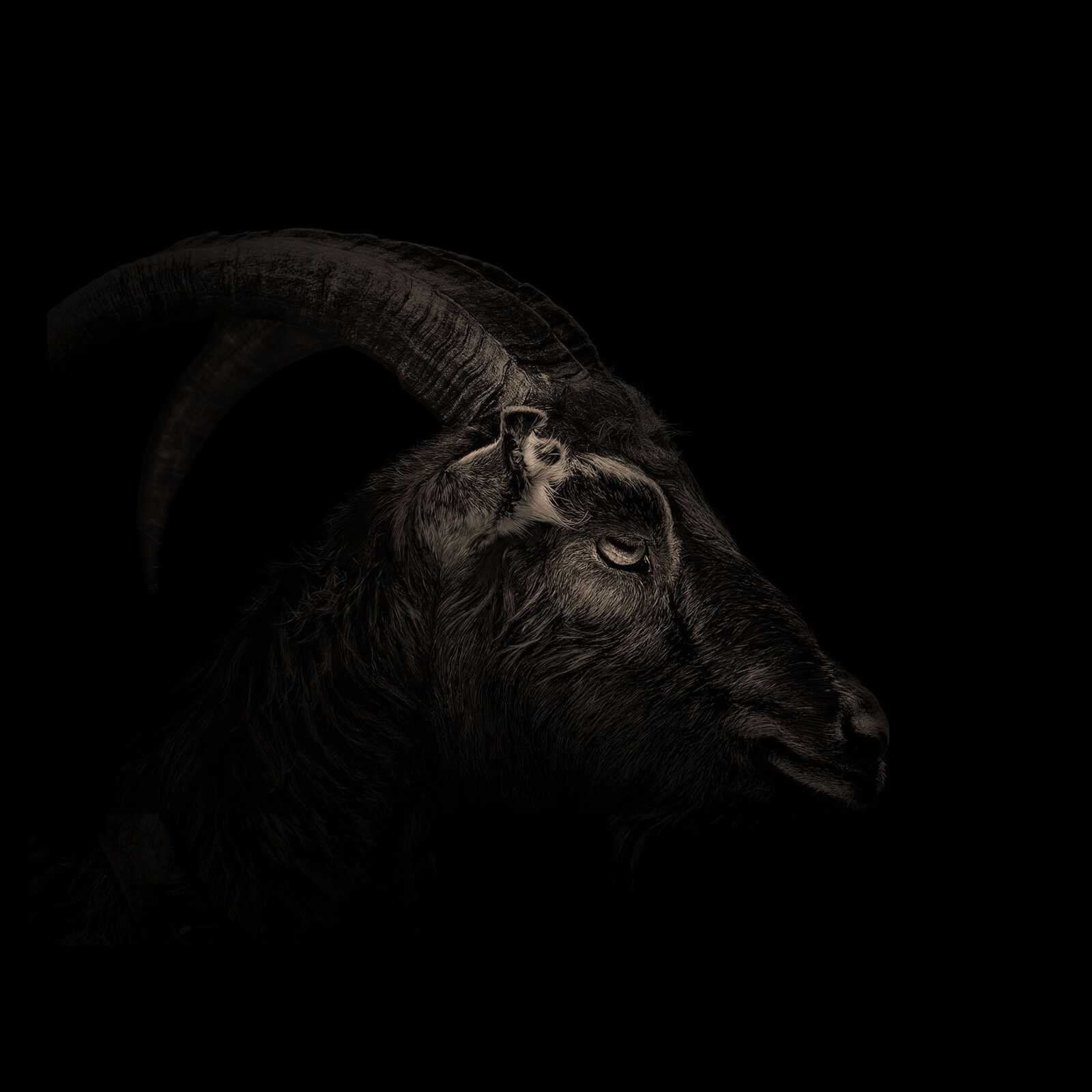 Goat Wallpapers (47 images) - WallpaperCat