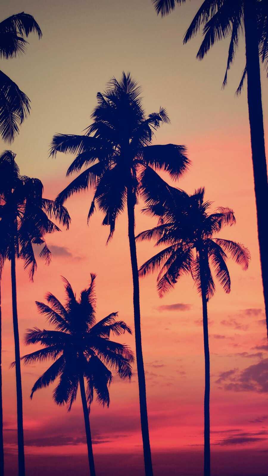 Palm Tree Wallpapers (133 images) - WallpaperCat