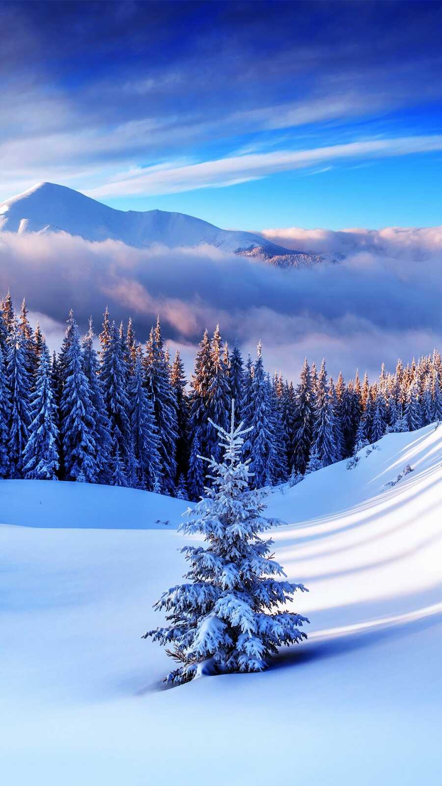 Snow-Covered Spruce Sapling