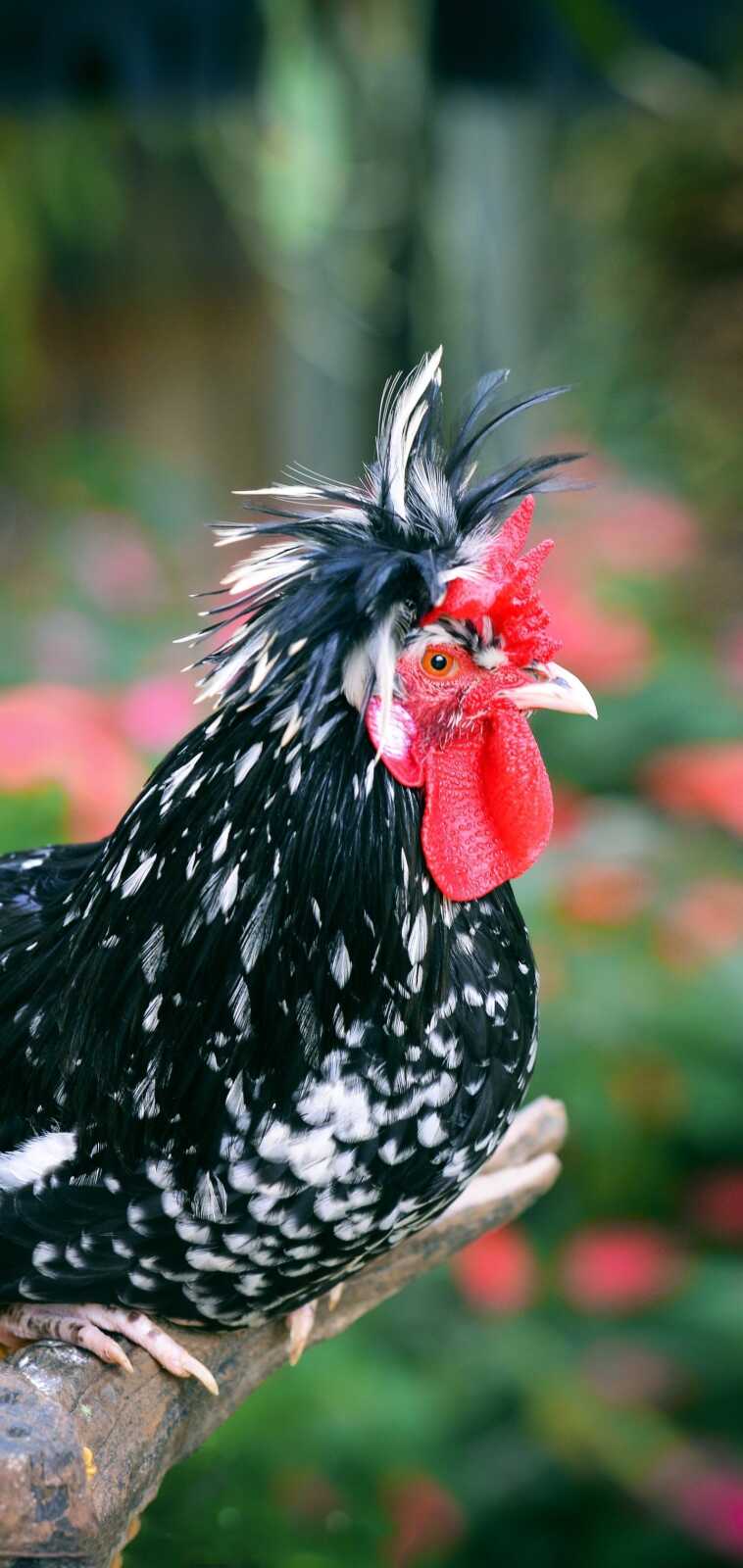 Chicken Wallpapers (39 images) - WallpaperCat