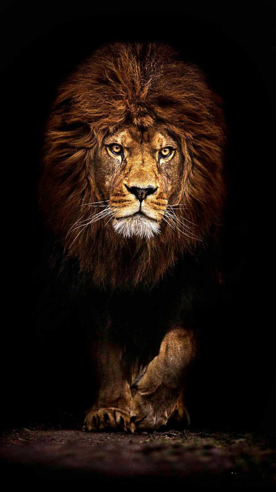 Male Lion Walking Forward