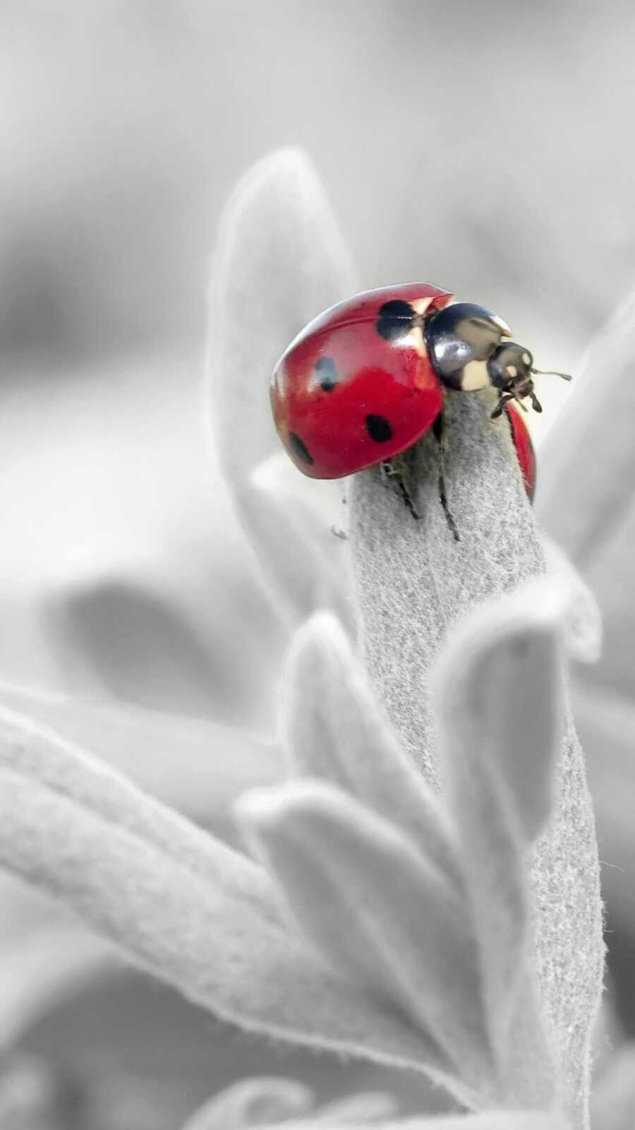 Phone Insect Wallpapers Insect Wallpapers (46 images) - WallpaperCat