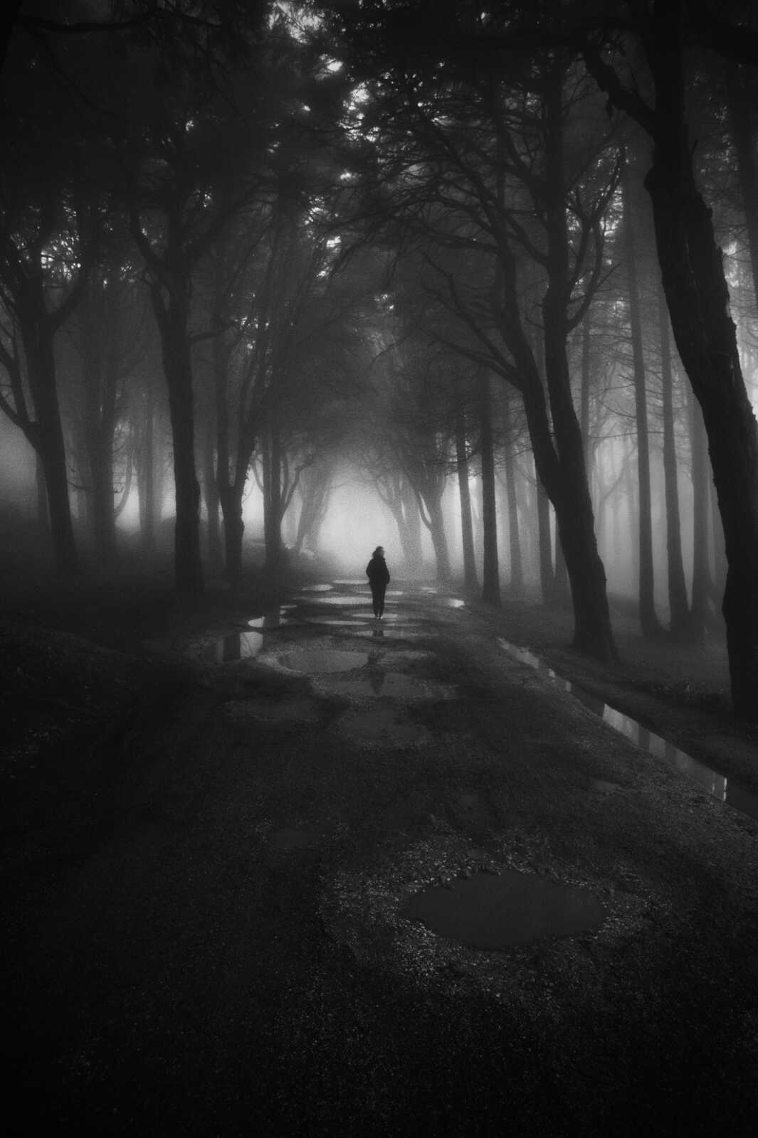 Foggy Forest Path
