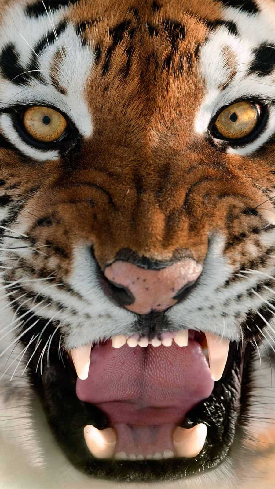 Tiger Wallpapers 86 Images Wallpapercat