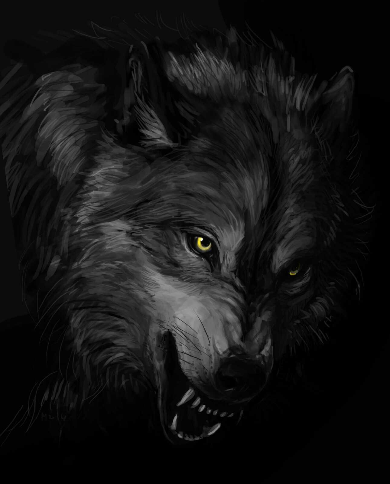 Snarling Black Wolf Portrait