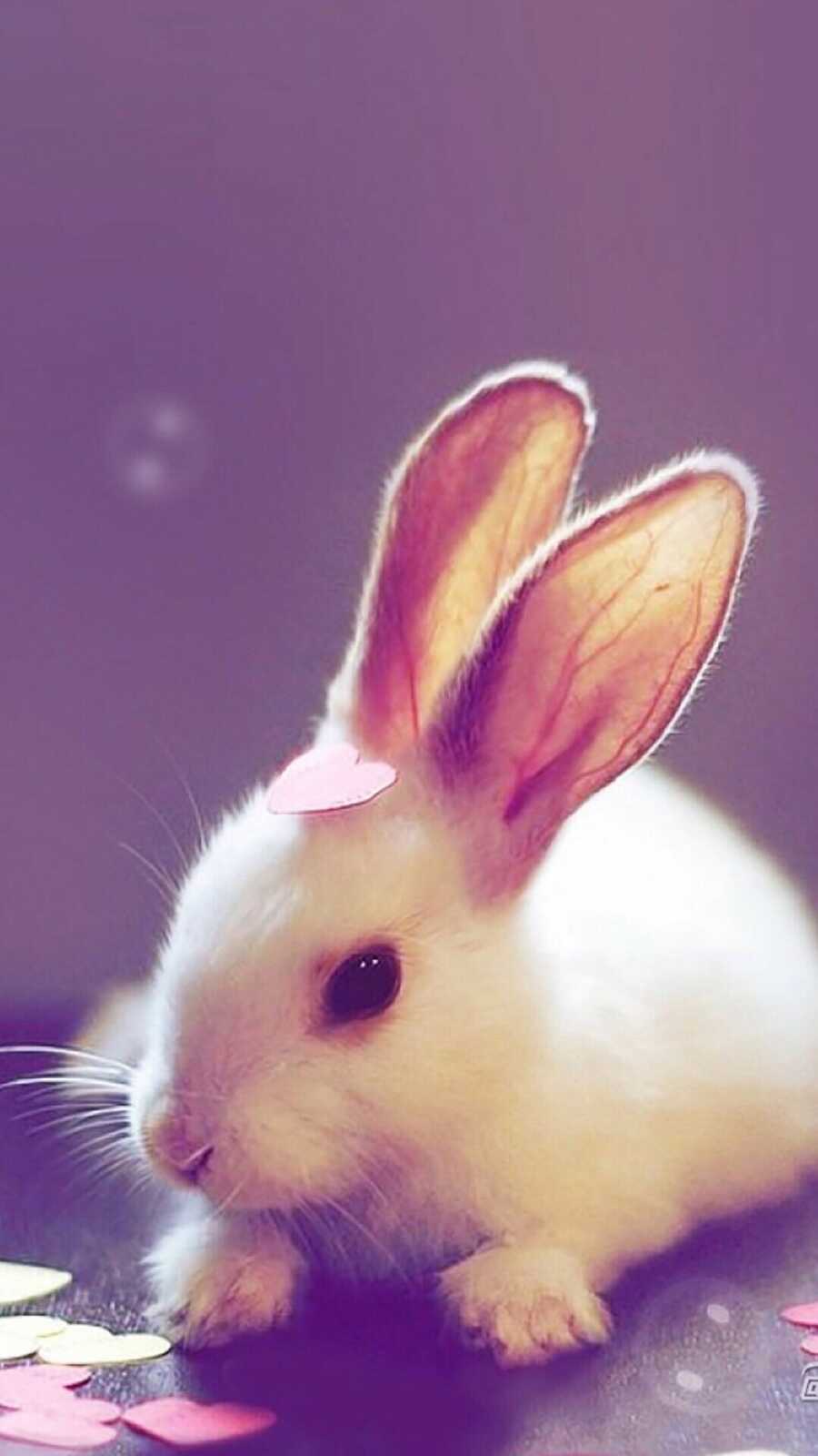 Rabbit Wallpapers (64 images) - WallpaperCat
