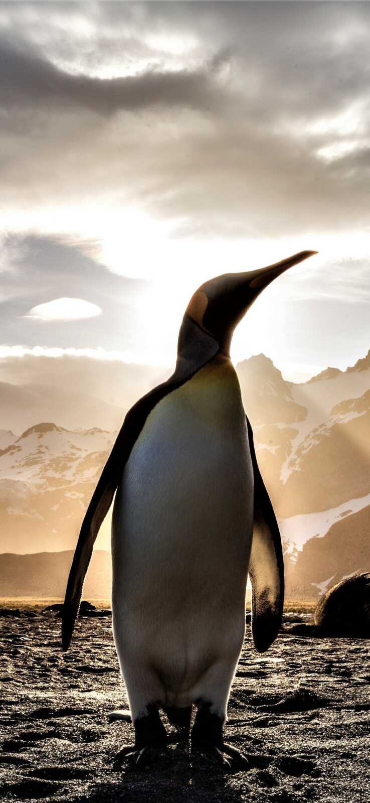 Pengu Backrounds Penguin Wallpapers (111 images) - WallpaperCat