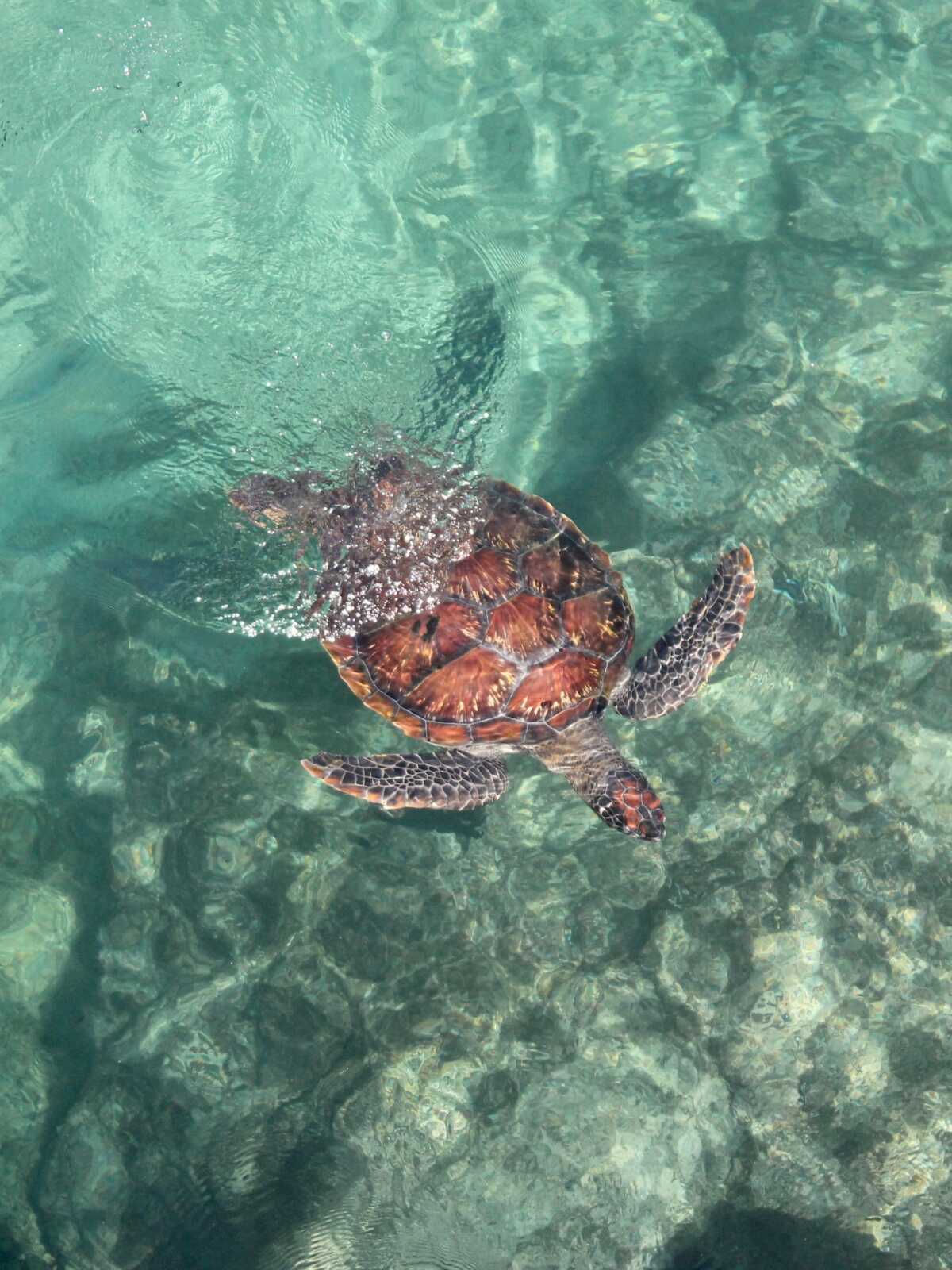 Sea Turtle Wallpapers (60 images) - WallpaperCat