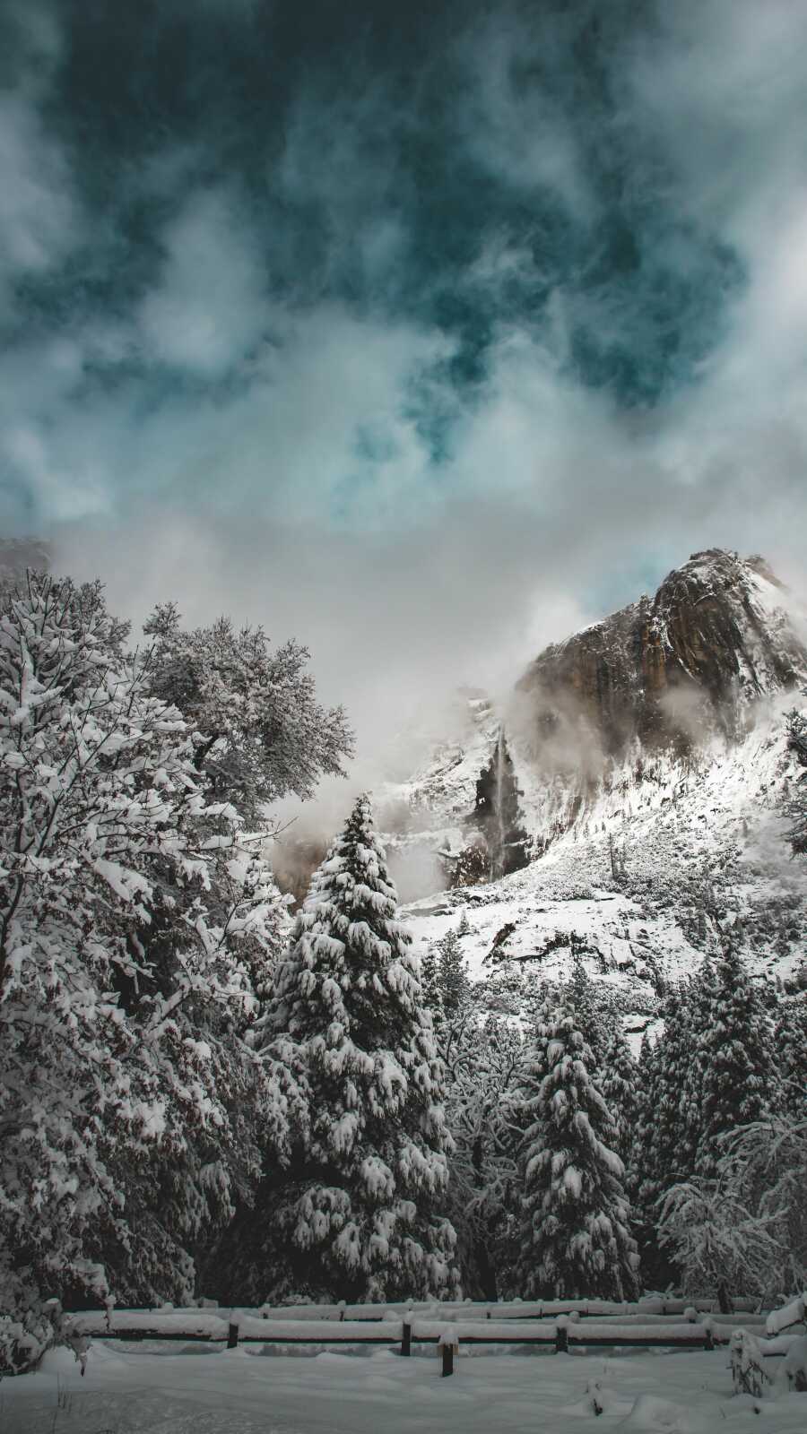 Snow-Covered Pine Forest