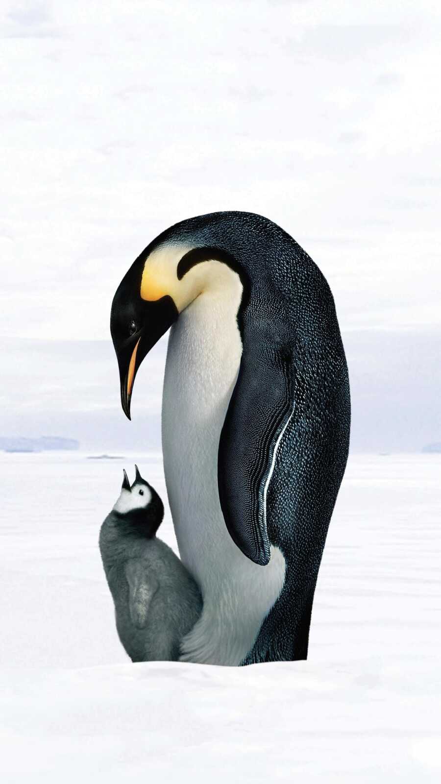 Pengu Backrounds Penguin Wallpapers (111 images) - WallpaperCat