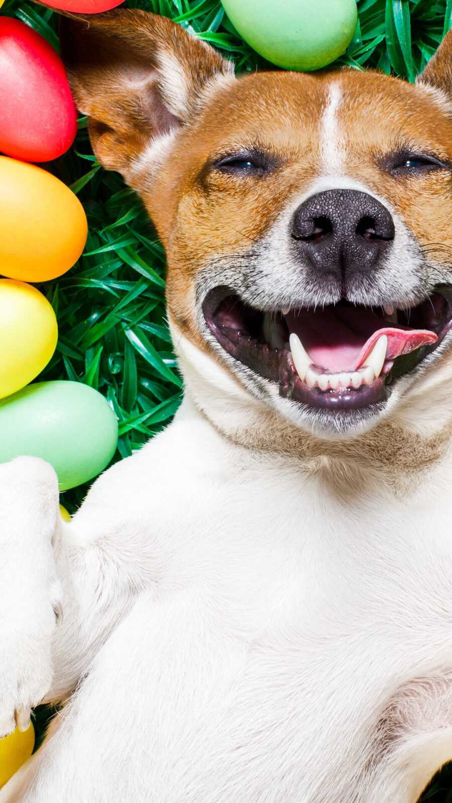 Jack Russell Terrier