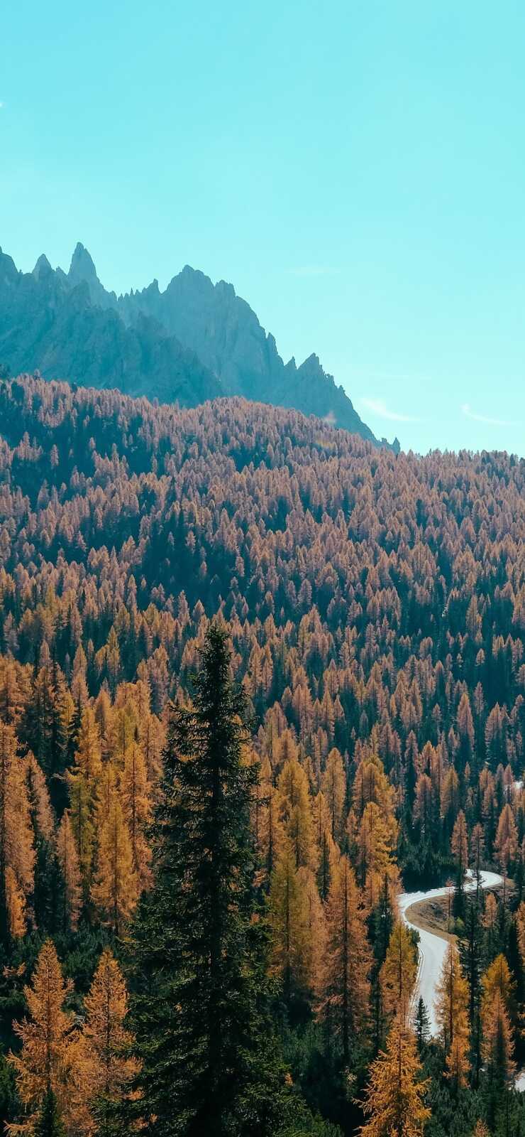 Lavenders 4K Wallpapers Collection