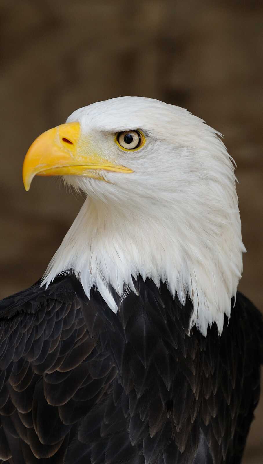 Bald Eagle Portrait