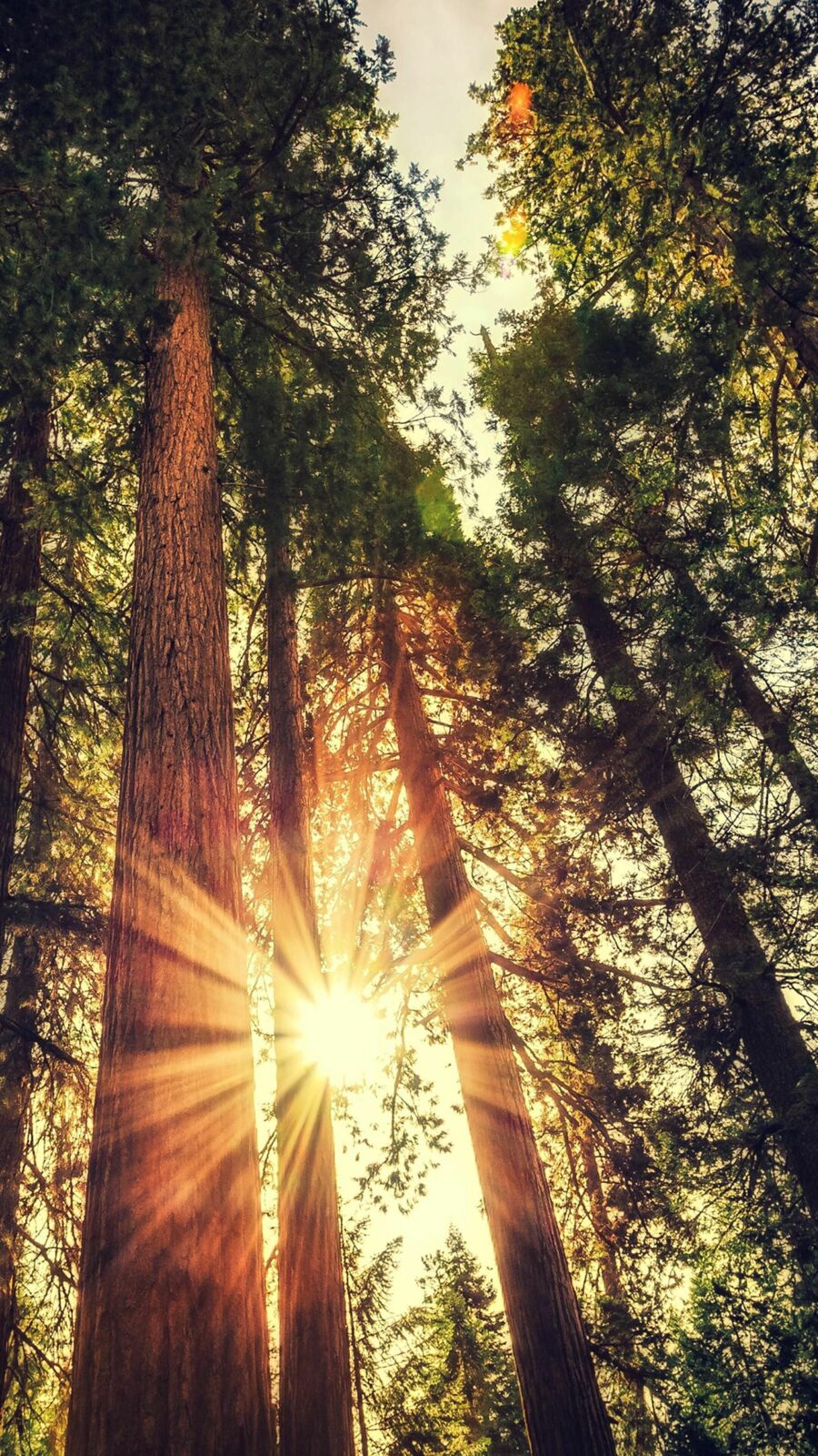 Giant Sequoia Trees