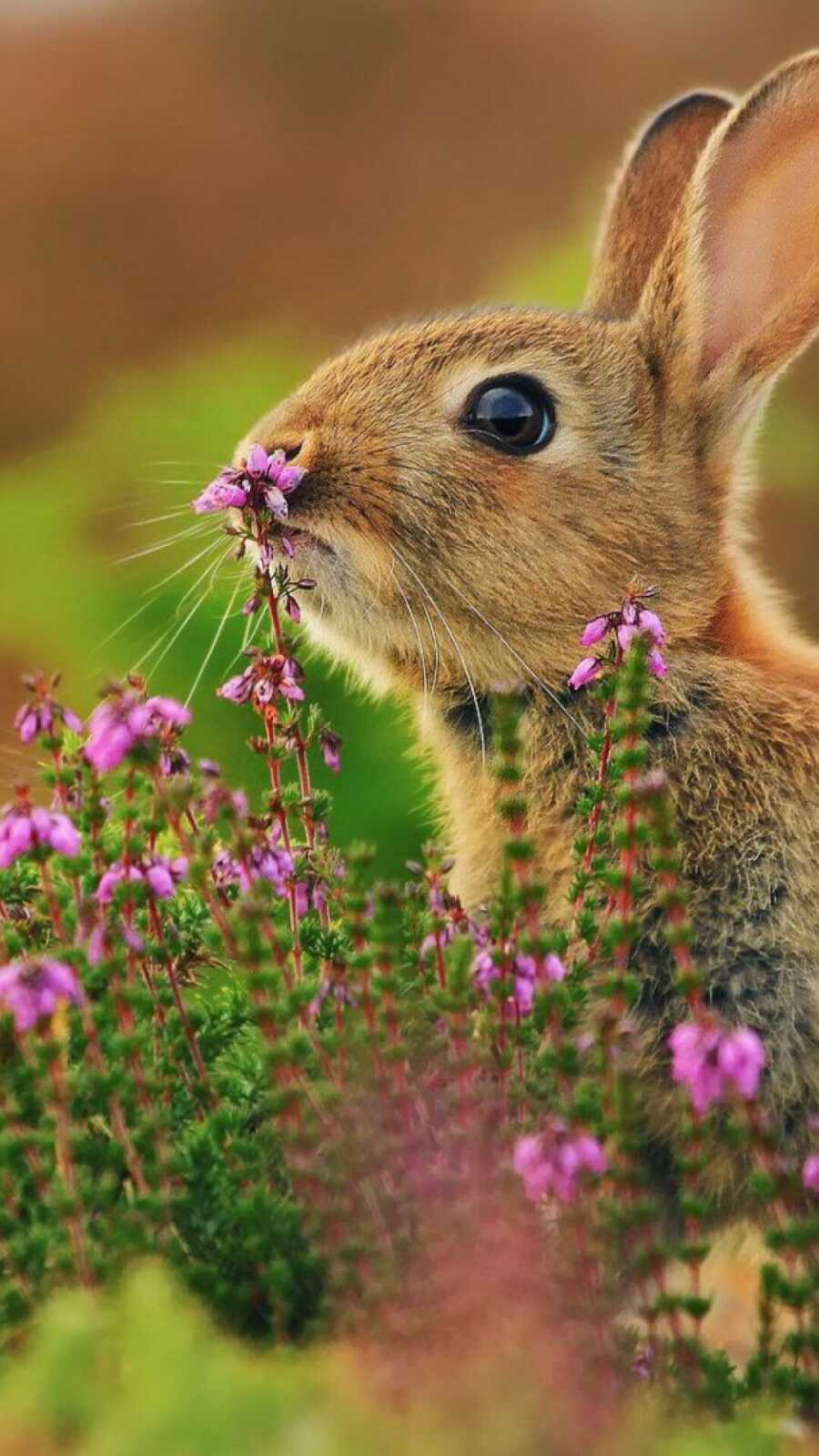 Rabbit Wallpapers (64 images) - WallpaperCat