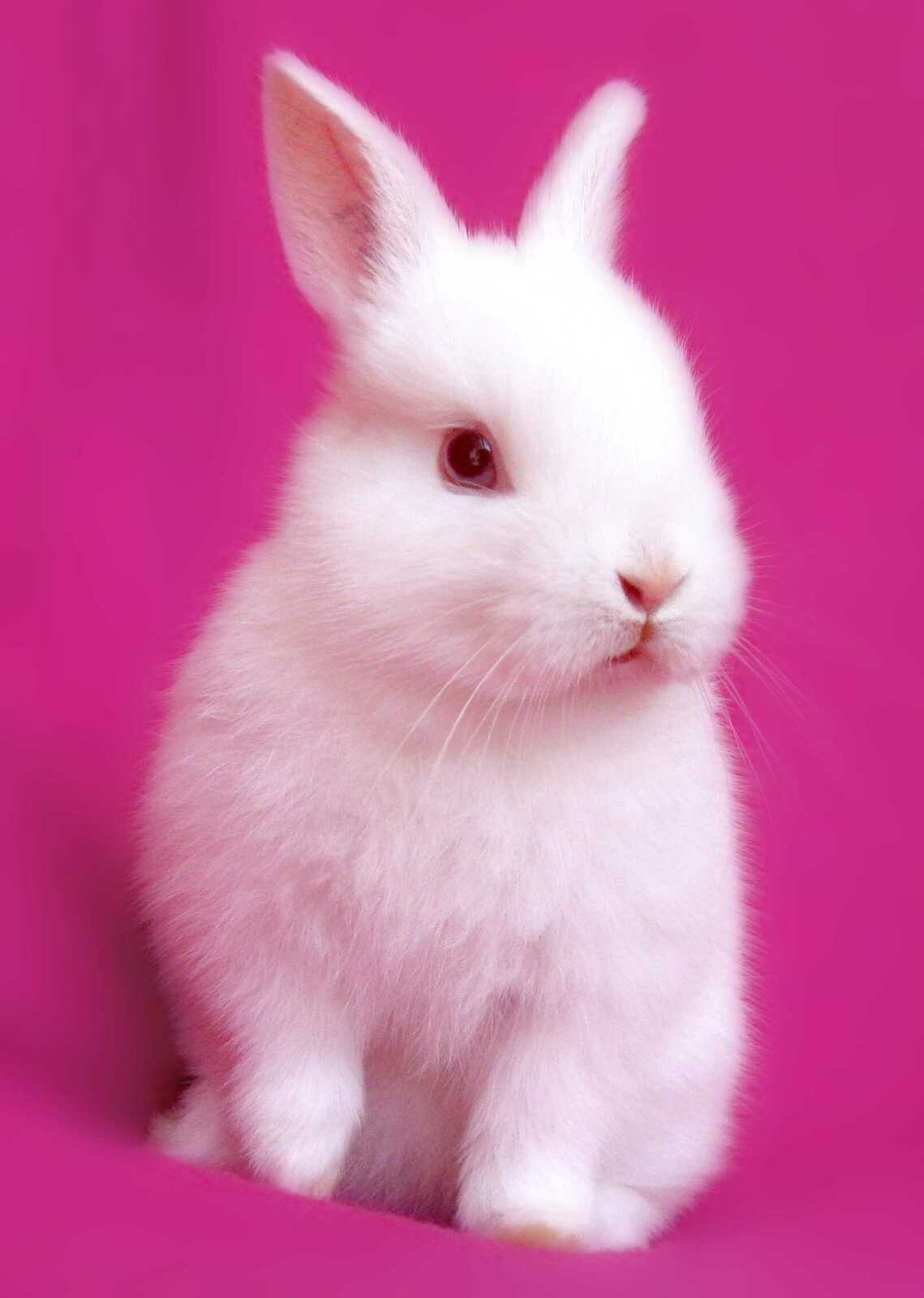 Rabbit Wallpapers (64 images) - WallpaperCat