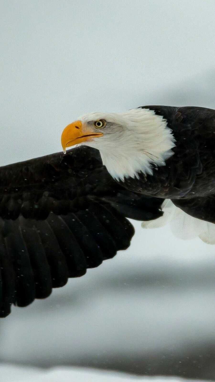 Bald Eagle In Flight