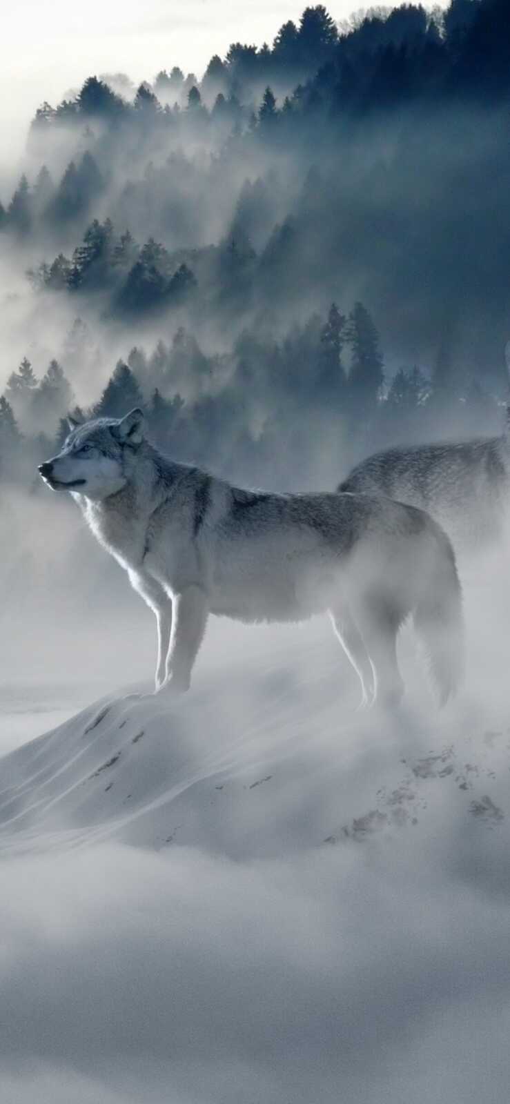 Gray Wolf Standing