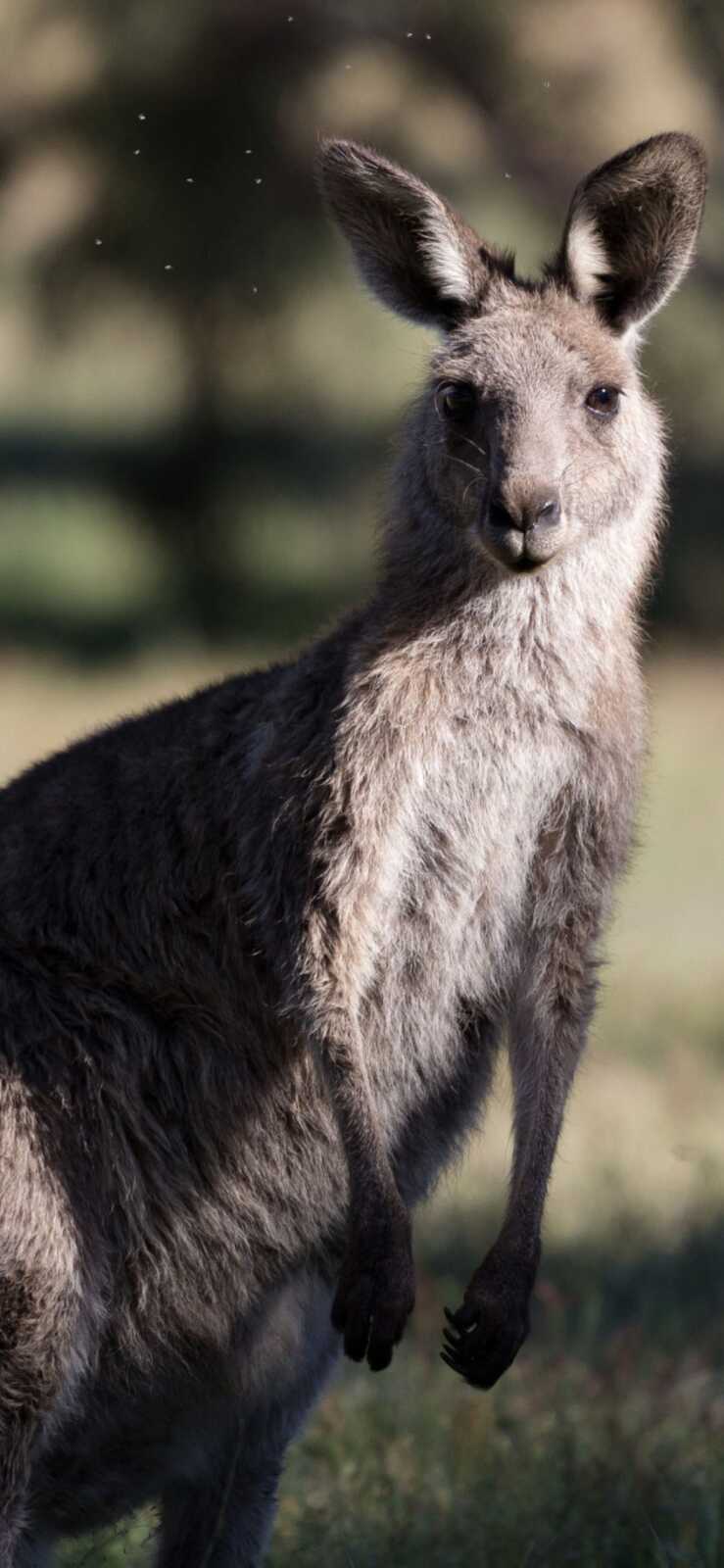 Phone Number For Kangaroo Camera Support Aesthetic Wallpaper