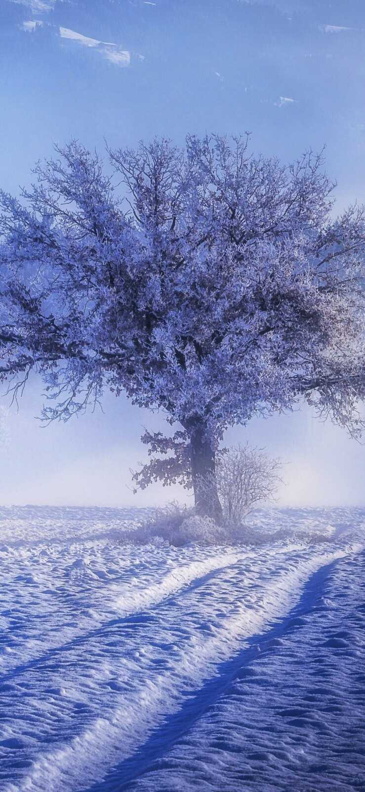 Frost-Covered Lone Oak