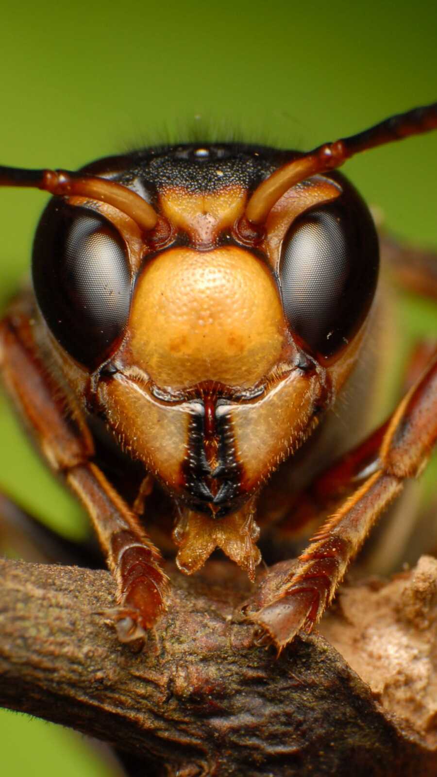 Phone Insect Wallpapers Insect Wallpapers (46 images) - WallpaperCat
