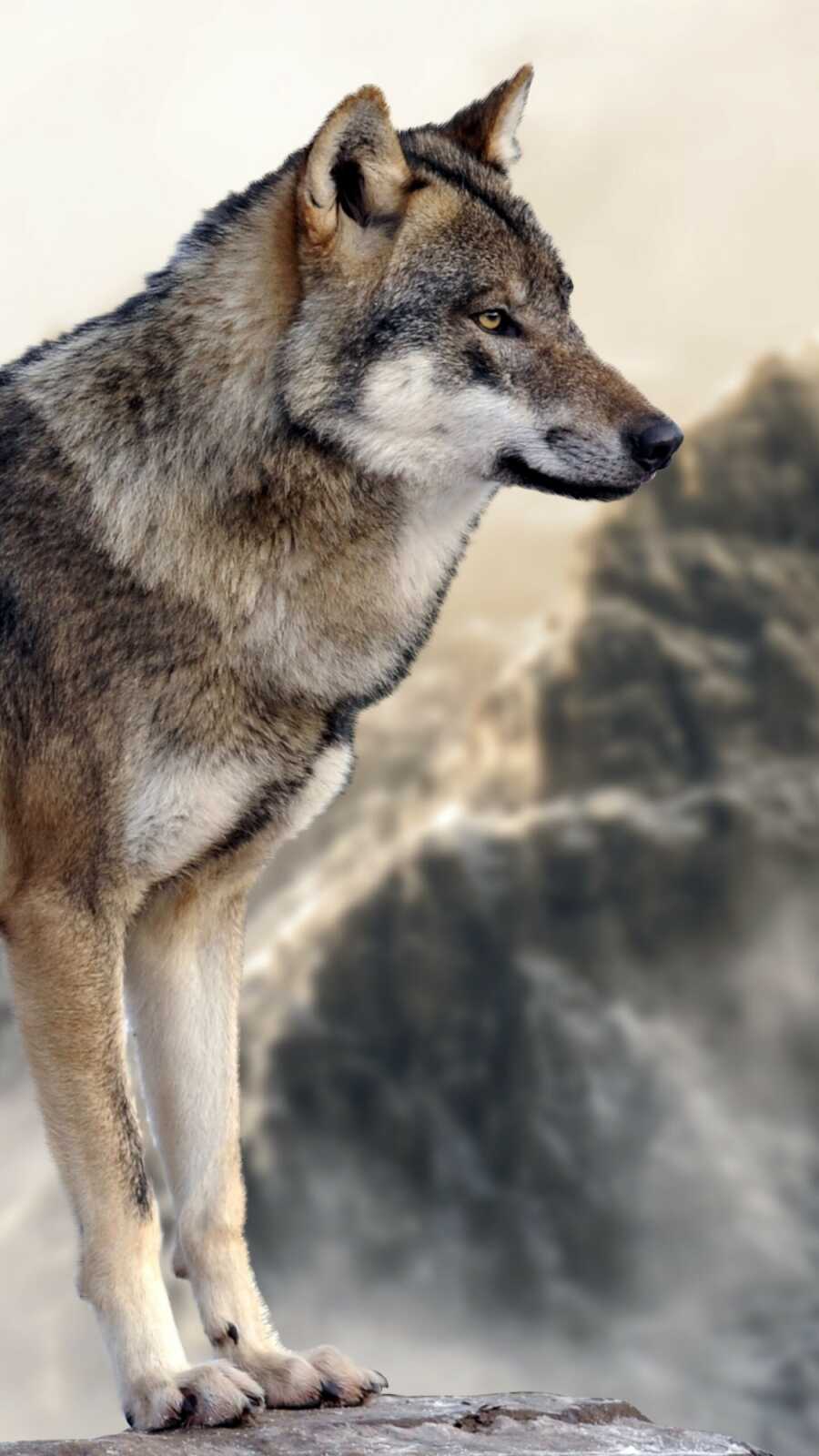 Gray Wolf