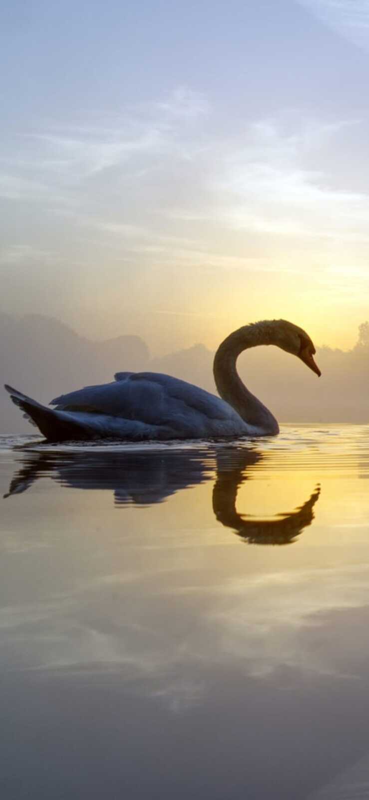 Swan Wallpapers (52 images) - WallpaperCat