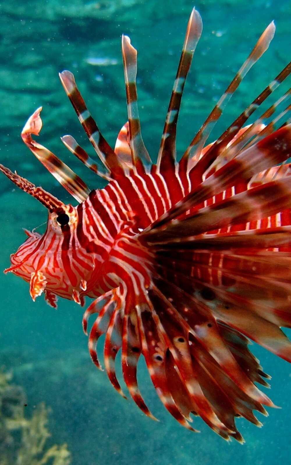 Fish Wallpapers (94 images) - WallpaperCat