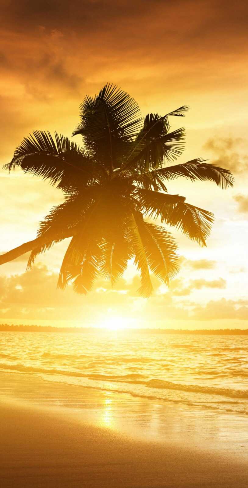 Coconut Palm Silhouette