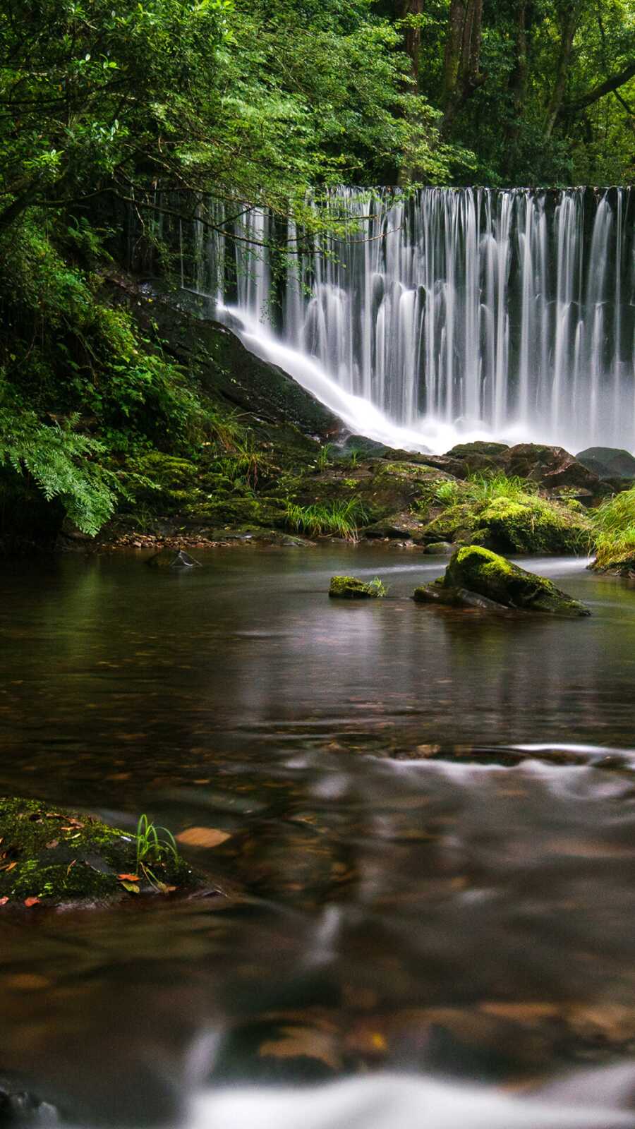 Cascading Forest Waterfall