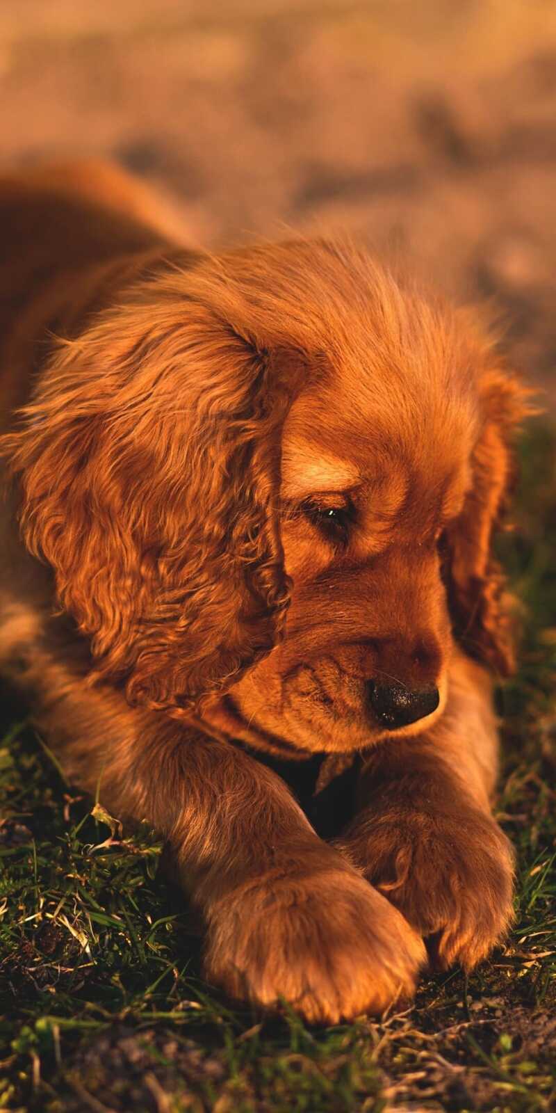 Red Cocker Spaniel Puppy